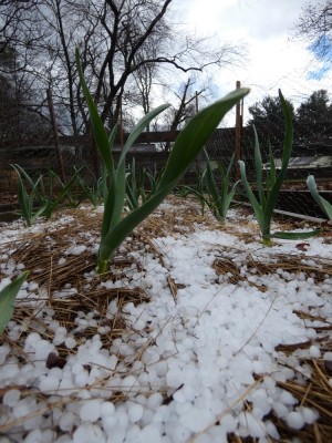 hail on the garlic row