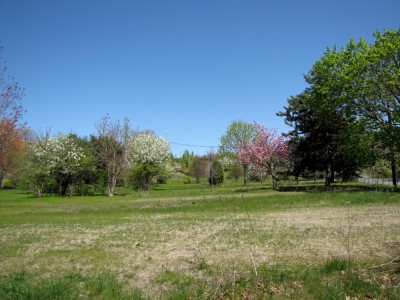lawns and flowering trees