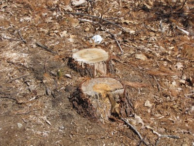 stumps at Hanscom Field