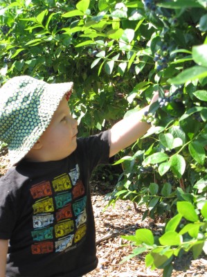 Harvey reaching up to pick blueberries
