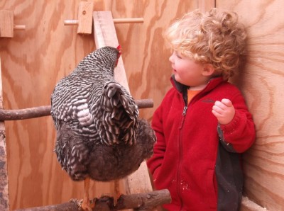 harvey talking to a chicken