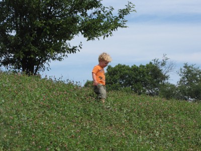 Harvey walking down a clover-covered hill