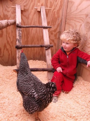 harvey in the chicken coop