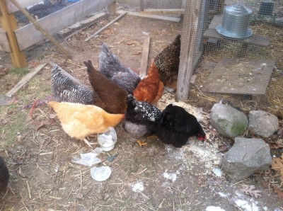 our different-colored hens eating spilled scratch