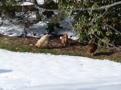 the hens pecking in a patch of grass amidst the snow