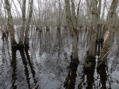 flooded riverside woods