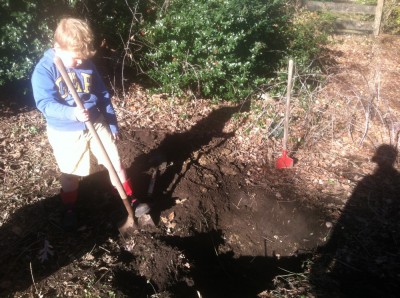 Harvey digging a hole in the backyard