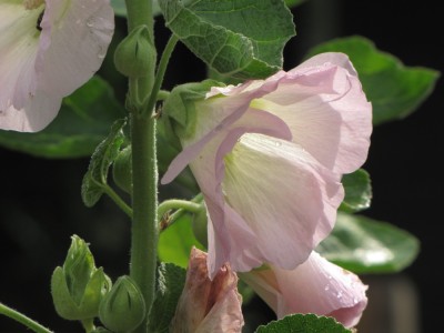 a close-up of a pink hollyhock blossom