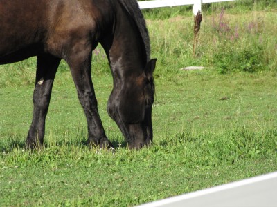 close-up of a black horse grazing