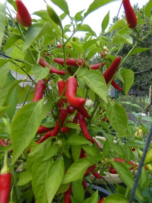 red birds-eye peppers growing