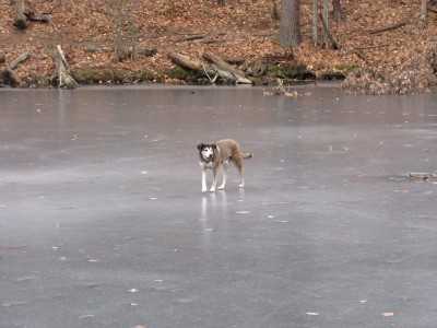 Rascal out on the ice