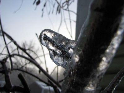 closeup of ice around a little branch of the wisteria