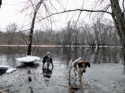 Scout and Blue in the slush on the edge of the Concord River