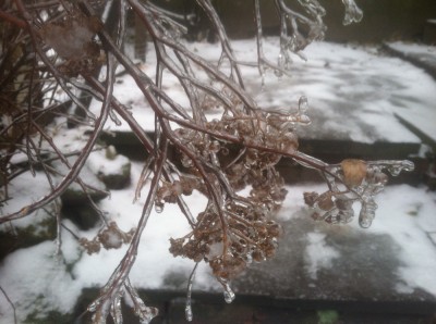 ice on the the spirea plant