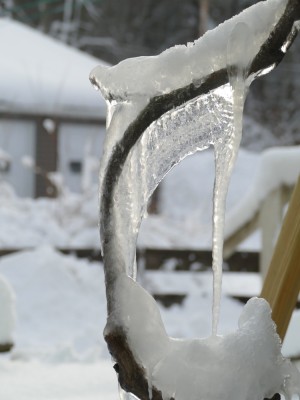 natural ice sculptures on the wisteria