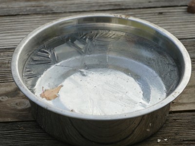 ice in a dog dish