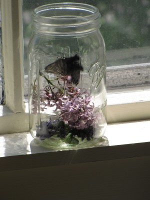 a butterfly in a jar with flowers