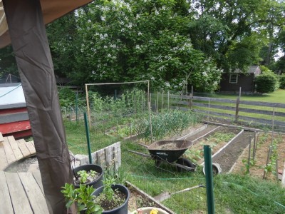 the garden on June 15