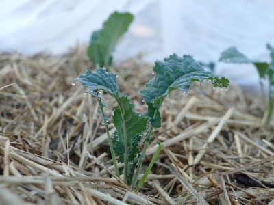 a baby kale plant