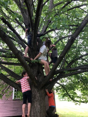 lots of kids up in a tree