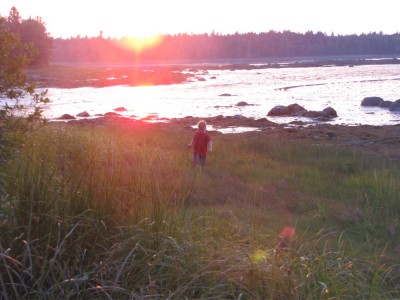 Harvey walking through the salt grass at sunset