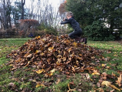 Elijah jumping into a pile of leaves
