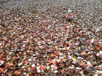 Zion--in orange--crouching in a field of fallen leaves