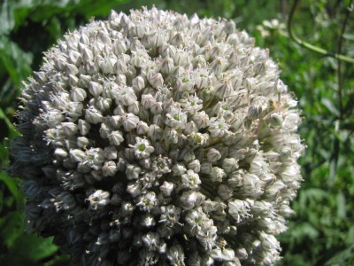 a closeup of a leek flower