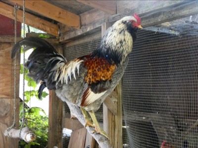 an Easter Egger rooster on a roost in our chicken run
