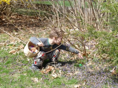 Lijah reaching under the elderberry bush to grab an egg