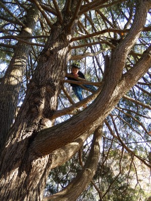Elijah up a tree