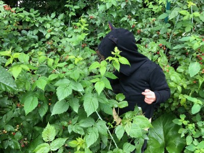 Elijah picking black raspberries