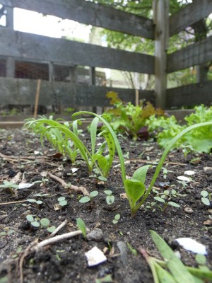 spinach seedlings and lettuce in the garden