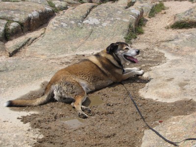 Rascal lying down in a patch of wet sand, panting