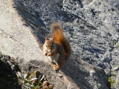 a red squirrel eating a nut