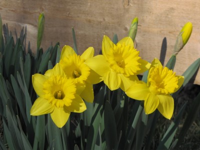some of our daffodils against the fence