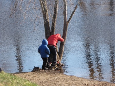 the boys climbing a tree on the Concord Riverbank