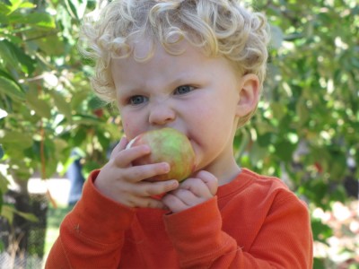Harvey biting an apple