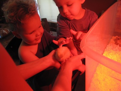 Zion and Lijah petting a chick