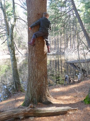 Elijah climbing up a tree trunk on some spikes
