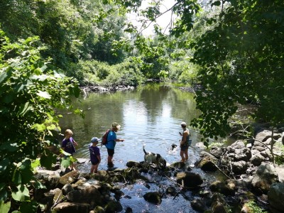 Mama, boys, and puppies wading in a pond along Nashoba Brook