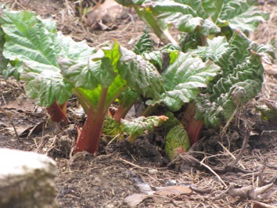 rhubarb coming up