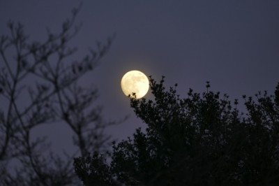 the moon over some trees
