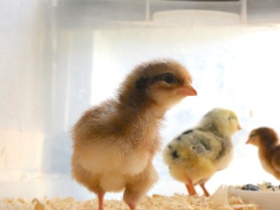 a 3-day-old chick looking at the camera