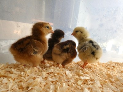 the four chicks in their brooder