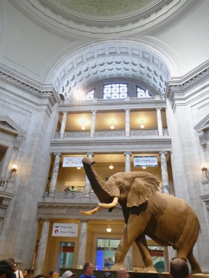 the elephant in the lobby of the Natural History Museum