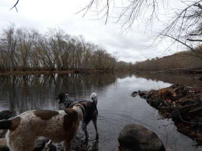 Scout and Blue wading in the gray Concord River