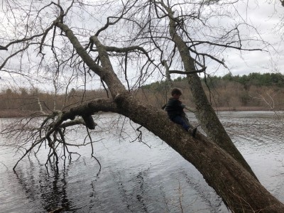 Elijah on a tree hanging over the Concord River