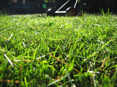 close-up of grass, mower in the background