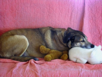 Rascal cuddling with stuffed animals
